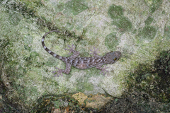 Libo Gecko photo 2