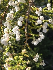 Showy Heath (Erica formosa)