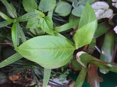 Persicaria chinensis