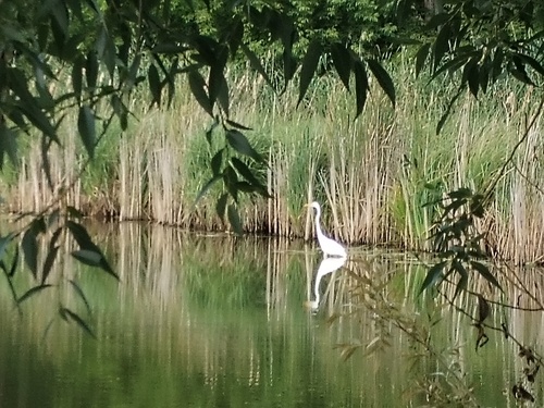 iNaturalist image