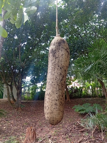 Sausage tree