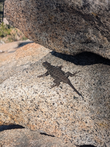 iNaturalist observation photo of Western Fence Lizard