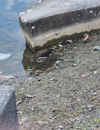 iNaturalist image