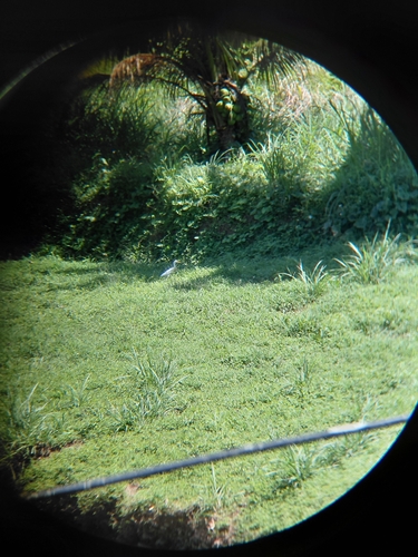 iNaturalist image