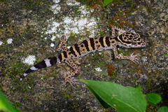 Libo Leopard Gecko photo 4