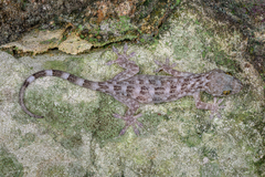 Libo Gecko photo 1