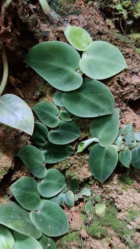 Rhaphidophora hongkongensis, photograph 2