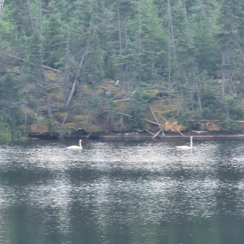 Trumpeter Swan