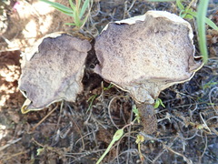 Calvatia fragilis