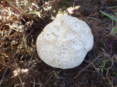 Calvatia fragilis
