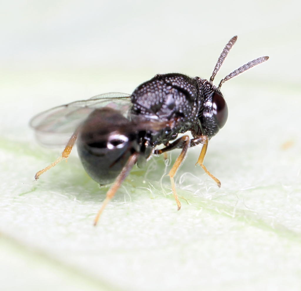 Perilampus prothoracicus