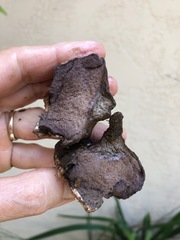 Calvatia fragilis