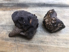 Calvatia fragilis