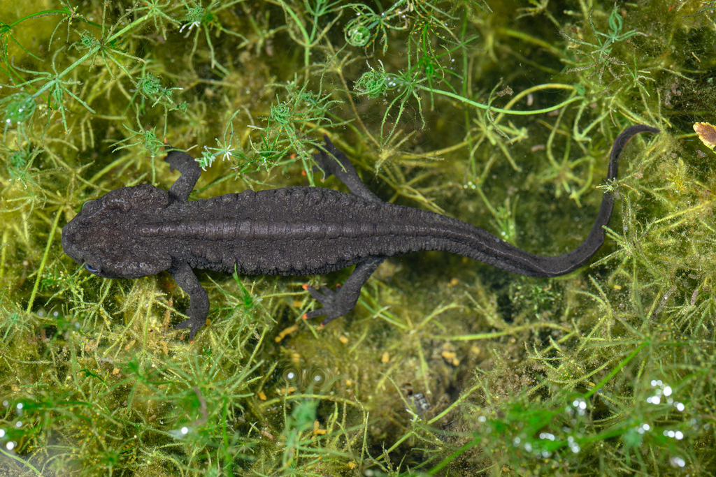 Maolan Crocodile Newt