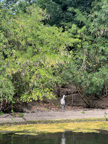 iNaturalist image