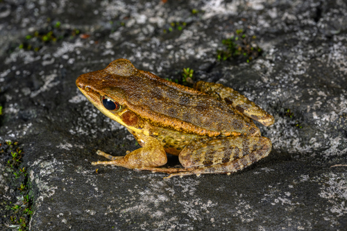 LaTouche's Frog, photo 2 of 9