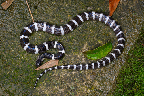 Many-banded Krait, photo 2 of 10