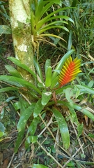 Vriesea interrogatoria