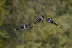 Dark Sided Chorus Frog photo 2