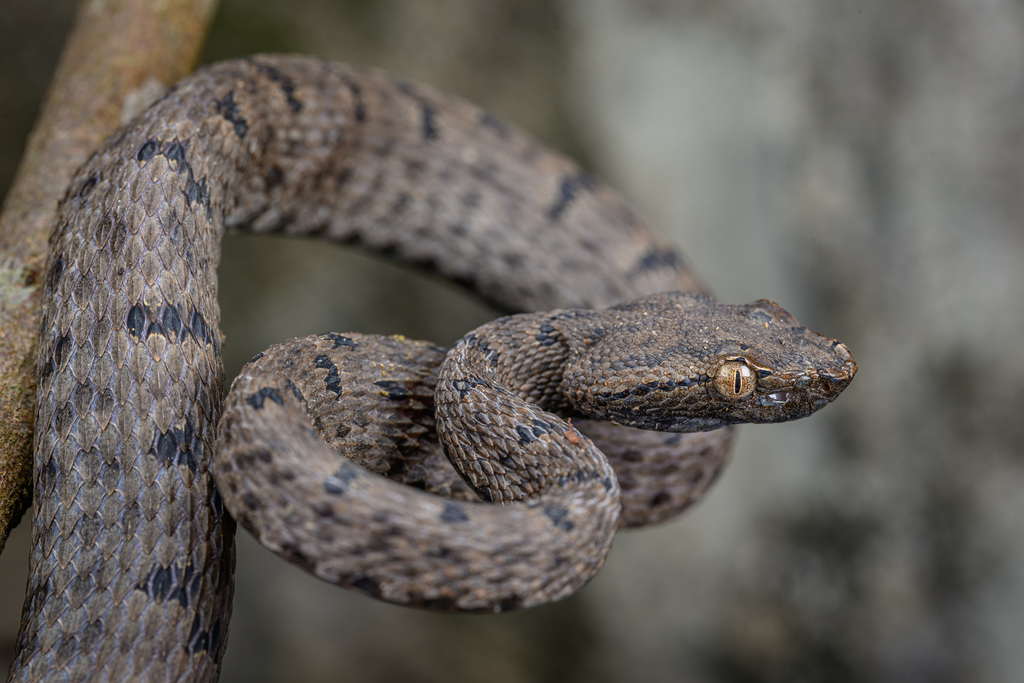 Mao-Lan Pitviper