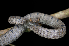 Mao-Lan Pitviper photo 4