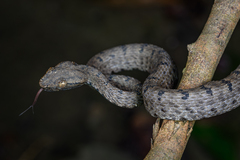Mao-Lan Pitviper photo 2