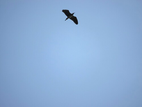 iNaturalist image