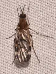 Sylvicola alternatus