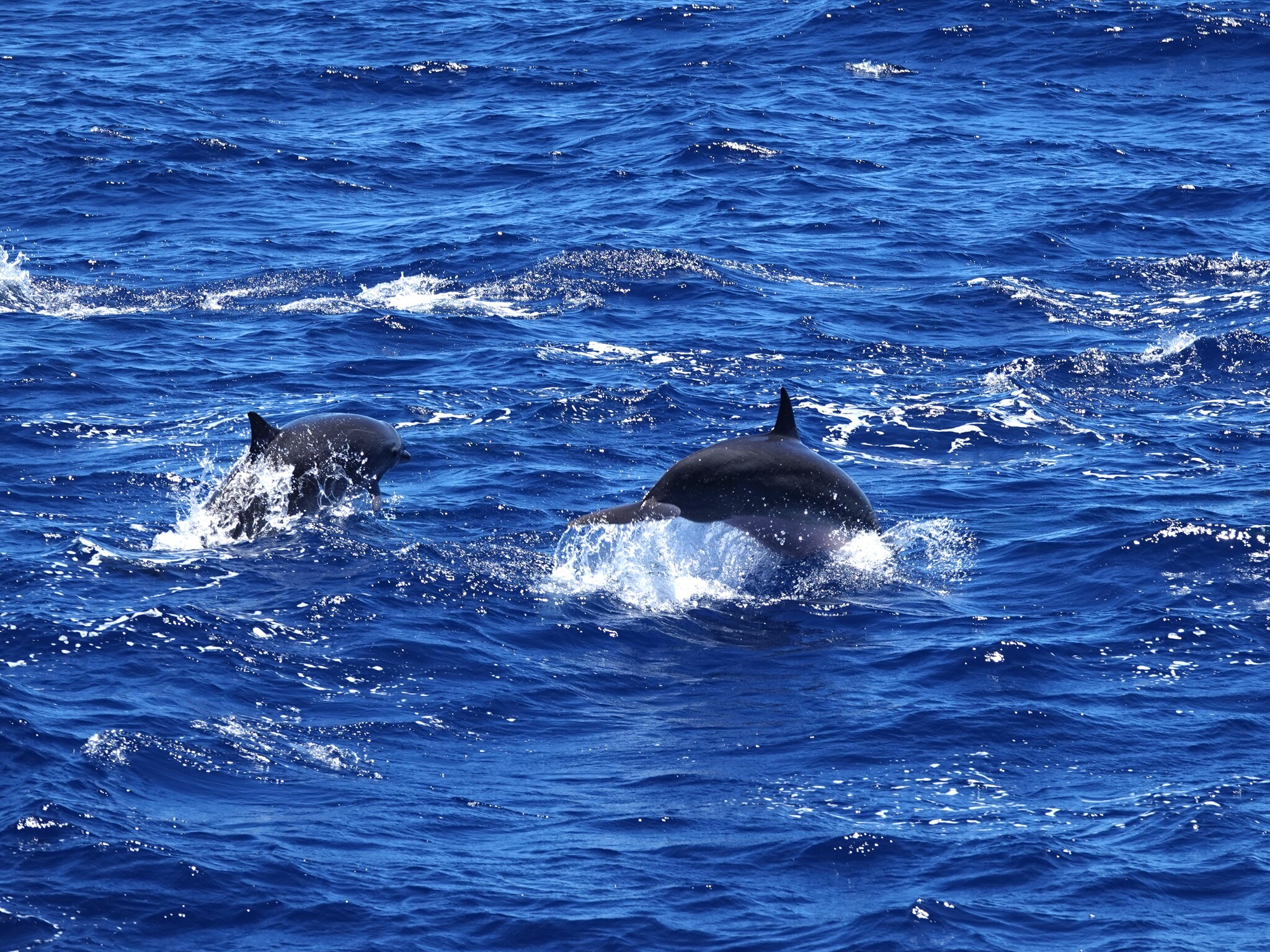 Lagenodelphis hosei