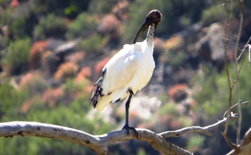iNaturalist image