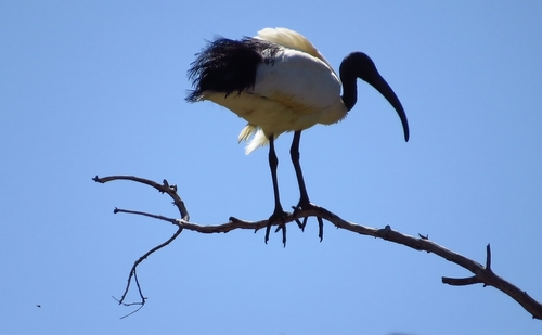 iNaturalist image