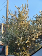 Magnoliopsida
