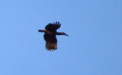 iNaturalist image