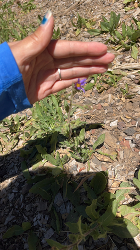 iNaturalist observation photo of thickstem aster
