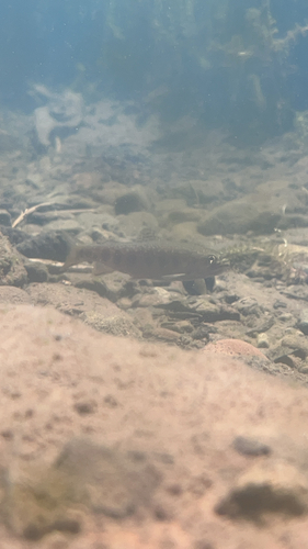 iNaturalist observation photo of Salmons, Trouts, and Whitefishes