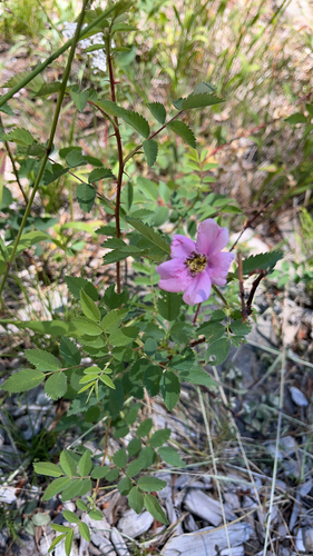 iNaturalist observation photo of Woods' rose