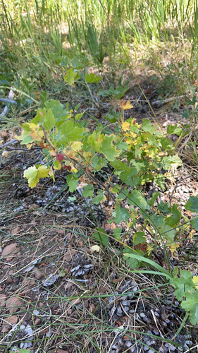 iNaturalist observation photo of white-stemmed gooseberry