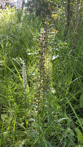 iNaturalist observation photo of white bog orchid