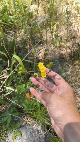 iNaturalist observation photo of slender cinquefoil