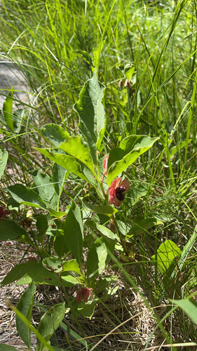 iNaturalist observation photo of twinberry honeysuckle
