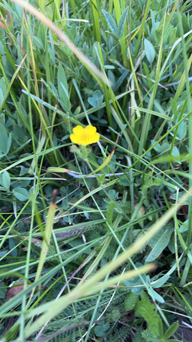 iNaturalist observation photo of primrose monkeyflower