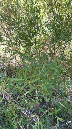 iNaturalist observation photo of Lemmon's willow