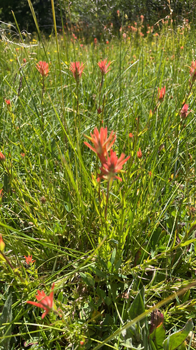 iNaturalist observation photo of giant red paintbrush