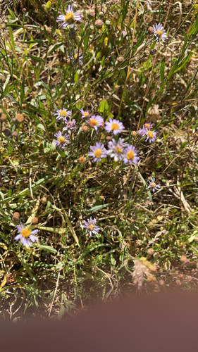 iNaturalist observation photo of western mountain aster