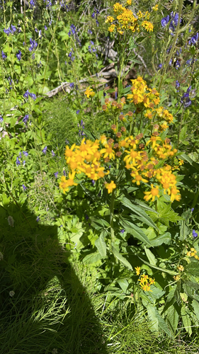 iNaturalist observation photo of Arrowleaf Senecio