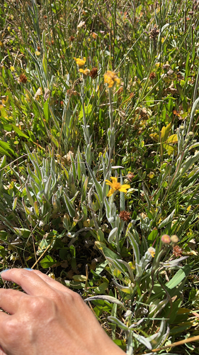 iNaturalist observation photo of Sunflowers, Daisies, Asters, and Allies