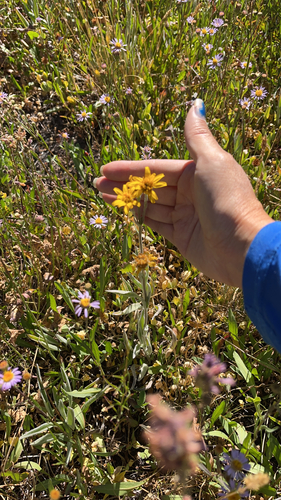 iNaturalist observation photo of Sunflowers, Daisies, Asters, and Allies