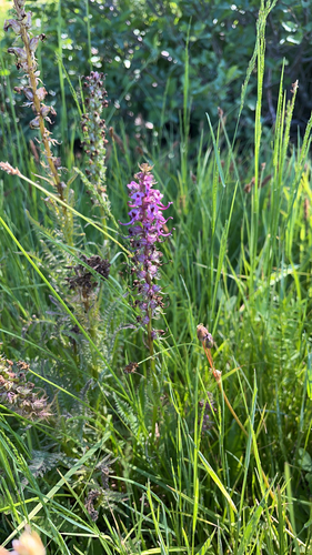 iNaturalist observation photo of Elephant's-Head lousewort