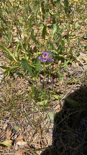 iNaturalist observation photo of Rydberg's Beardtongue