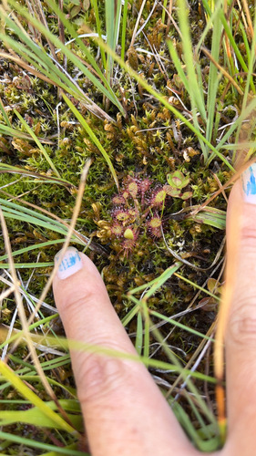 iNaturalist observation photo of round-leaved sundew